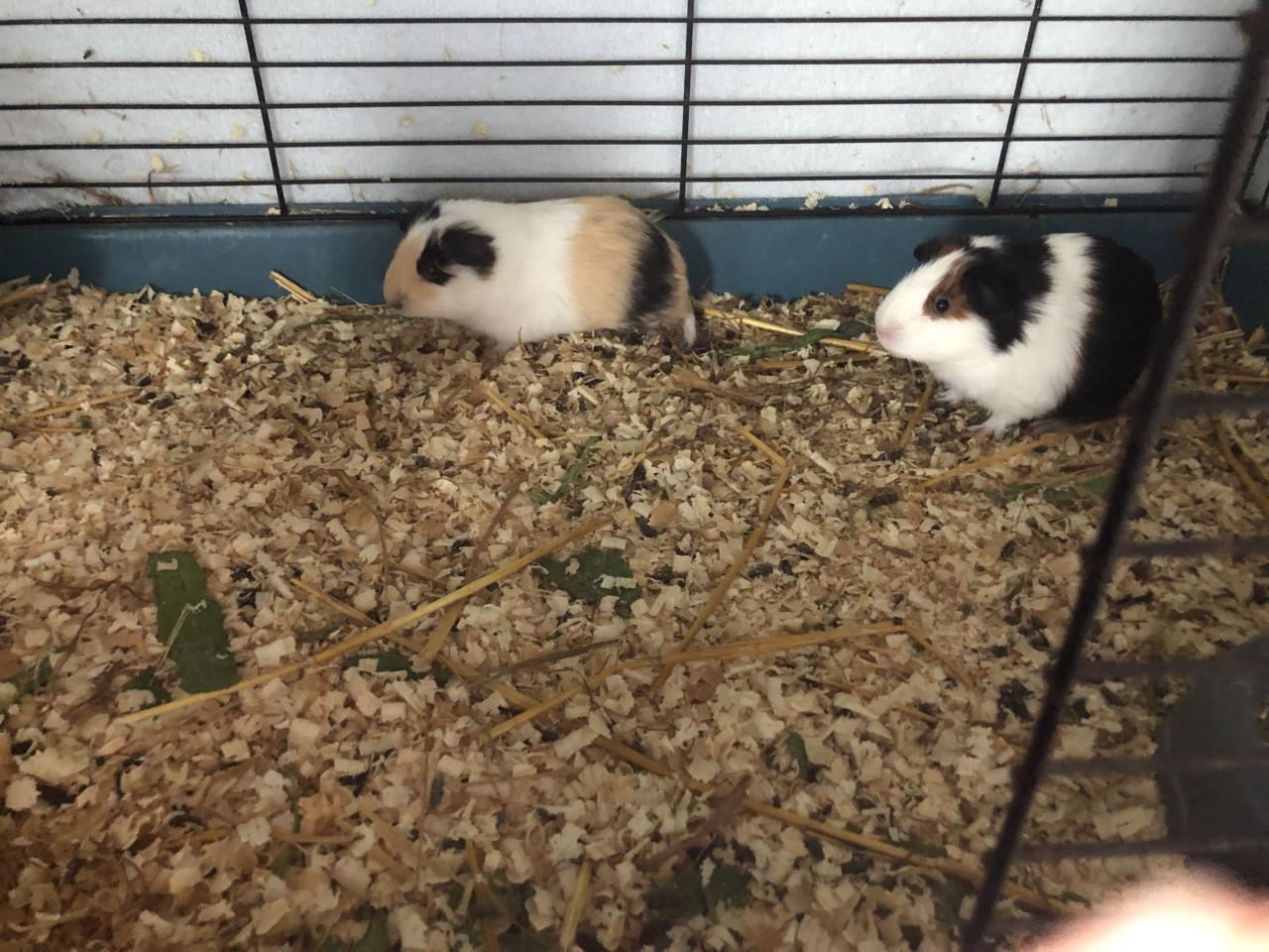 Baby cavia’s, mooie kleuren!