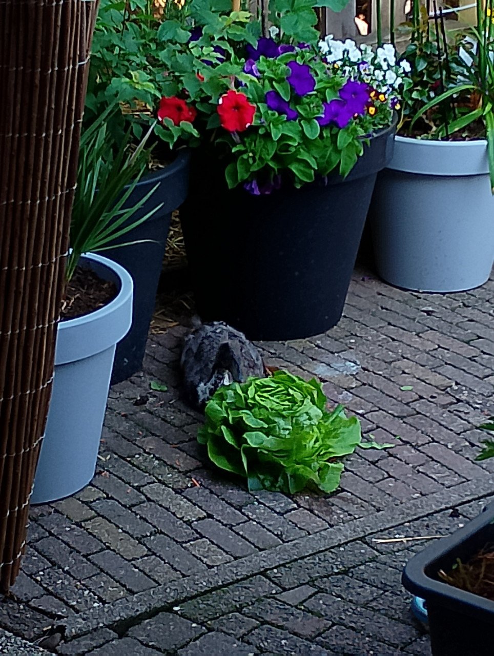 Twee Loopeenden