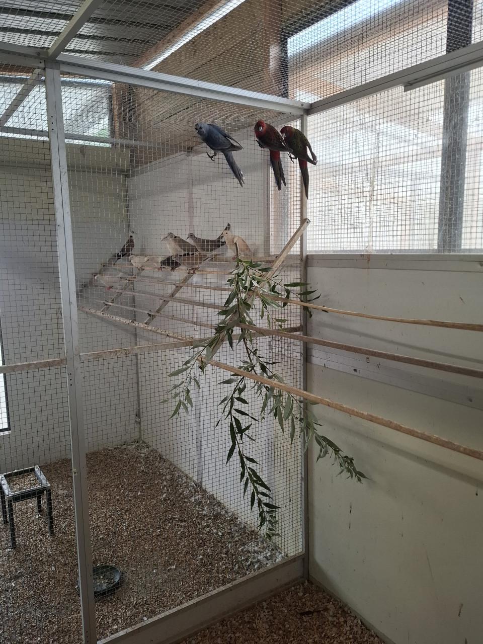 Jonge pennant rosella's