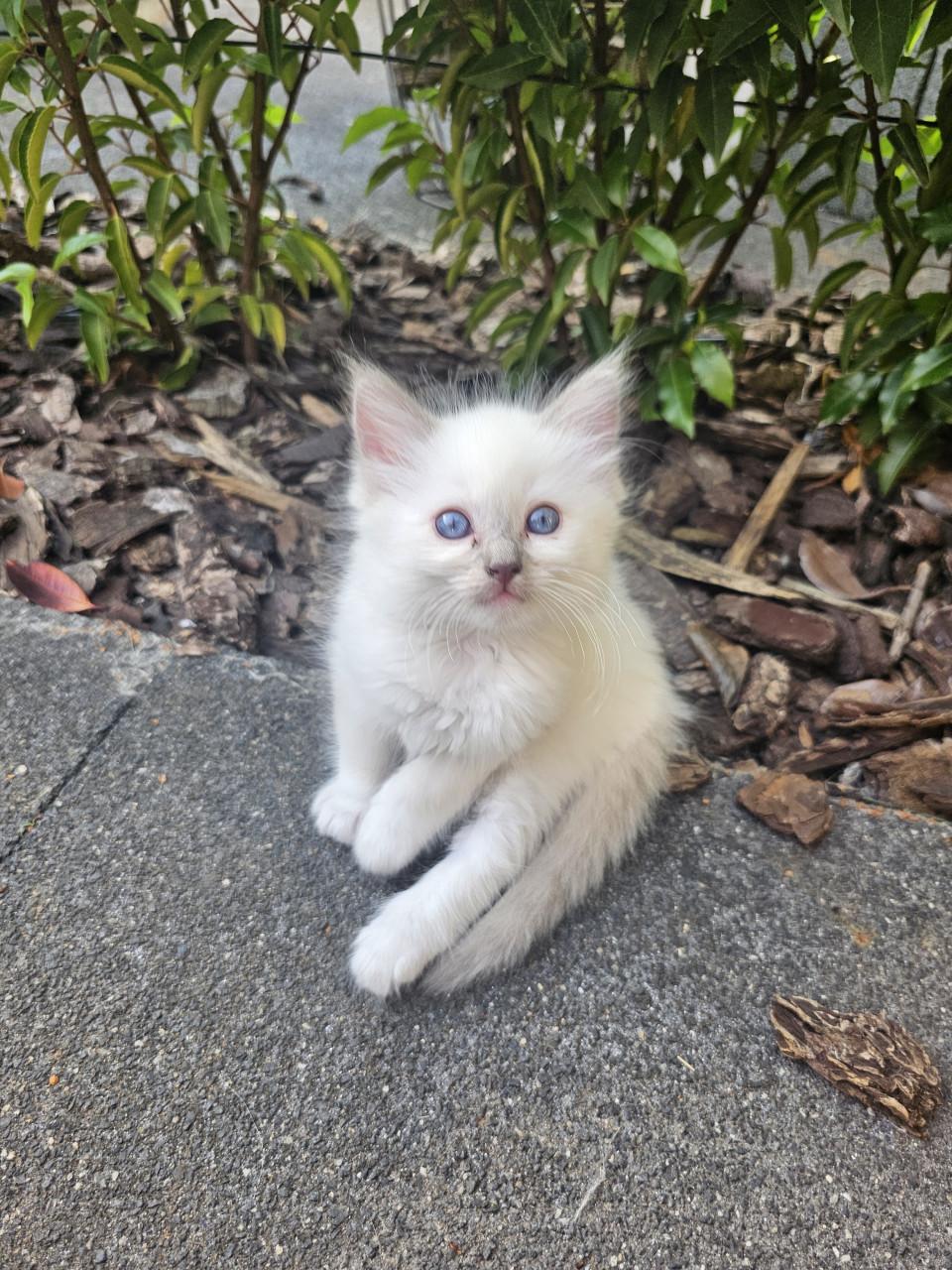 RAGDOLL  kittens