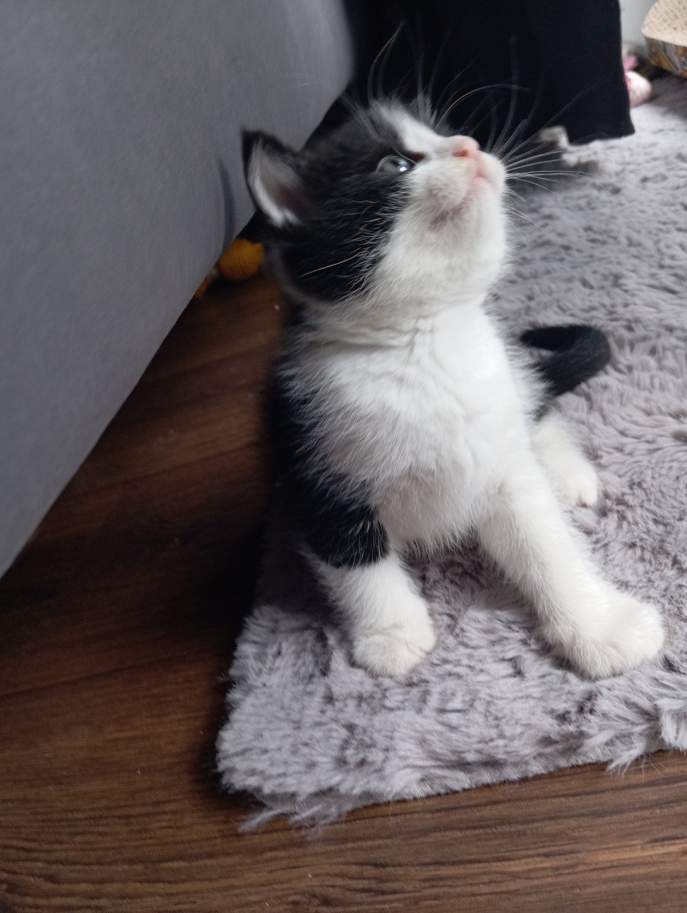 Kittens