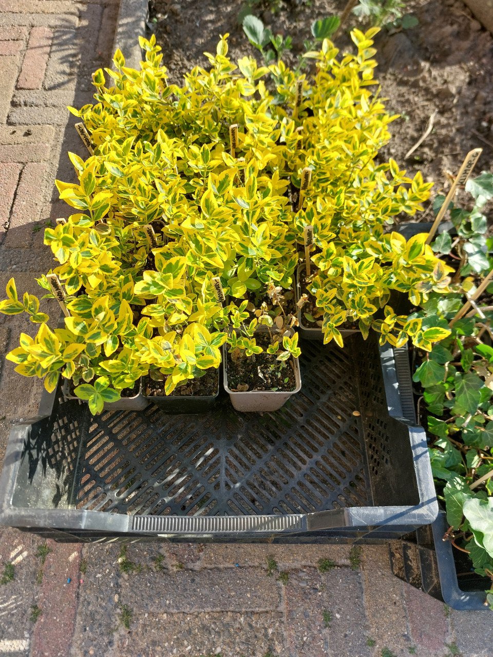 SIERTUIN EN MOESTUIN PLANTEN + BOMEN bij DE VOORDEUR