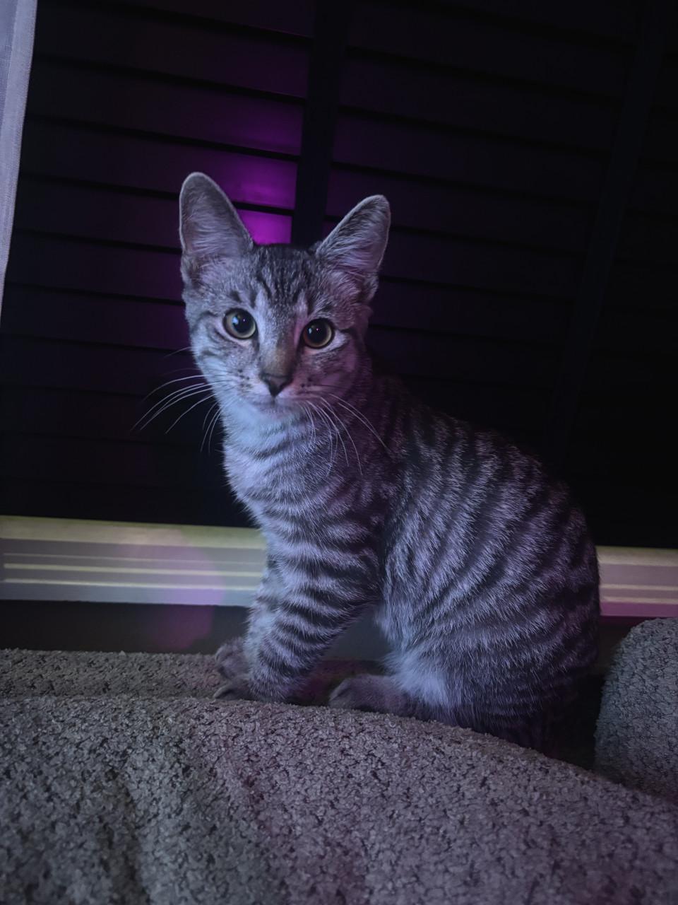 Kitten