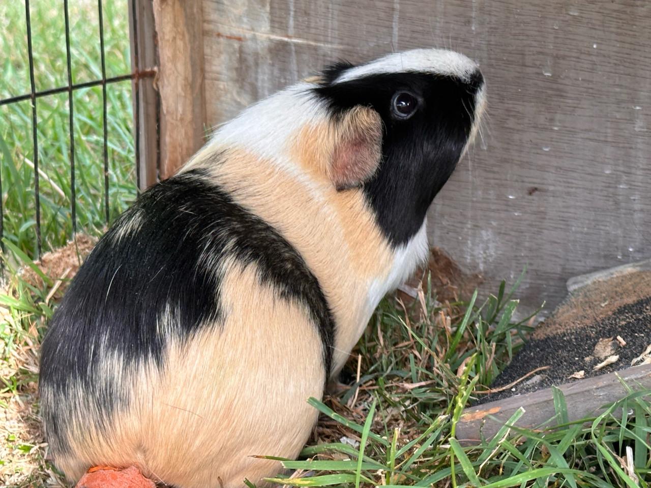 Cavia