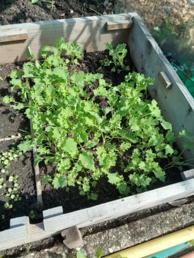 Mooie boerenkool-plantjes