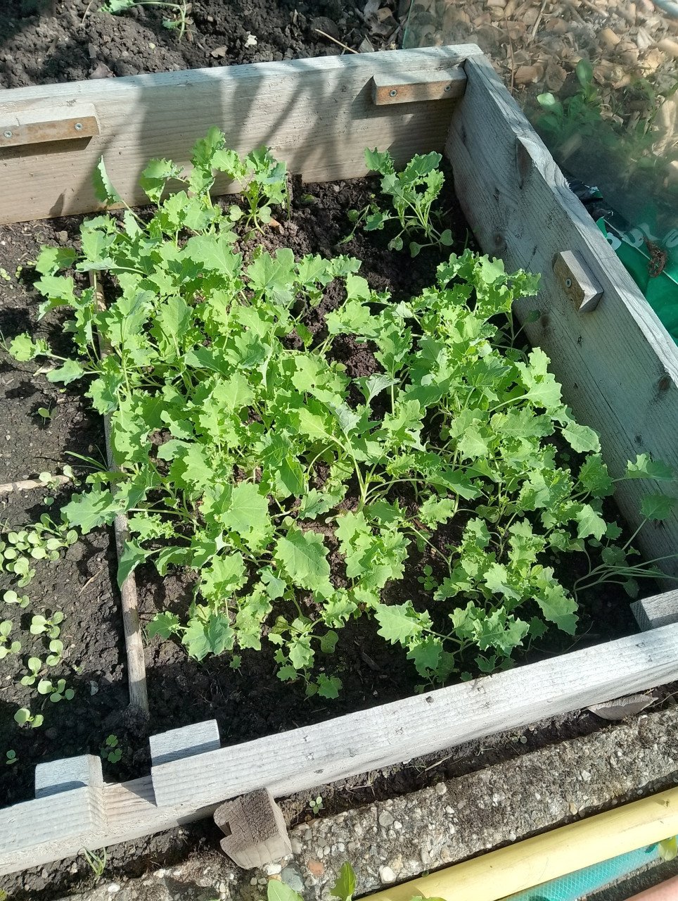 Mooie boerenkool-plantjes