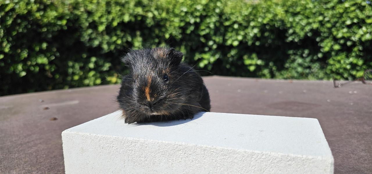 3 cavia beertjes zoeken een huisje