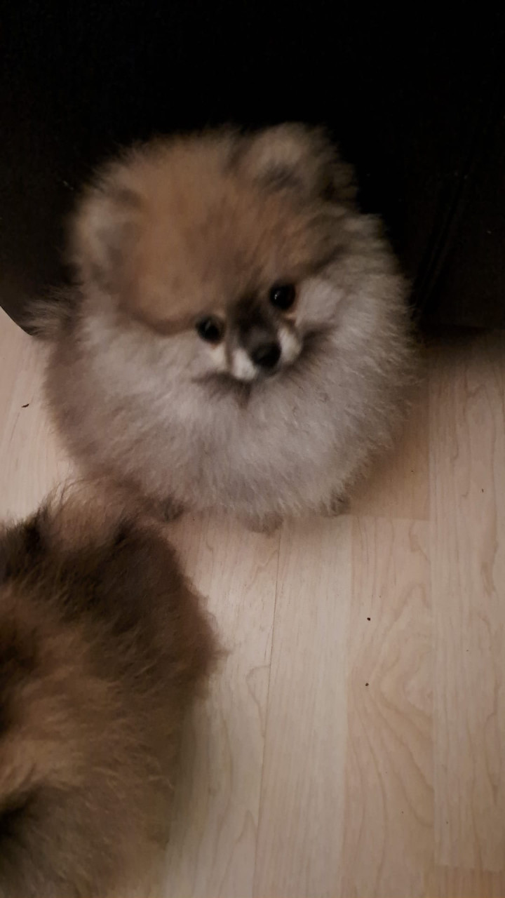 Pomeriaan (dwerg keeshond) puppy