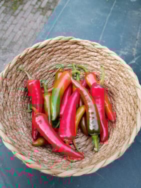 Peper's