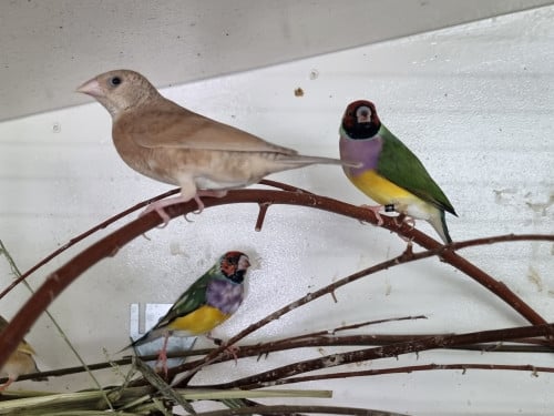 Bandvink pop