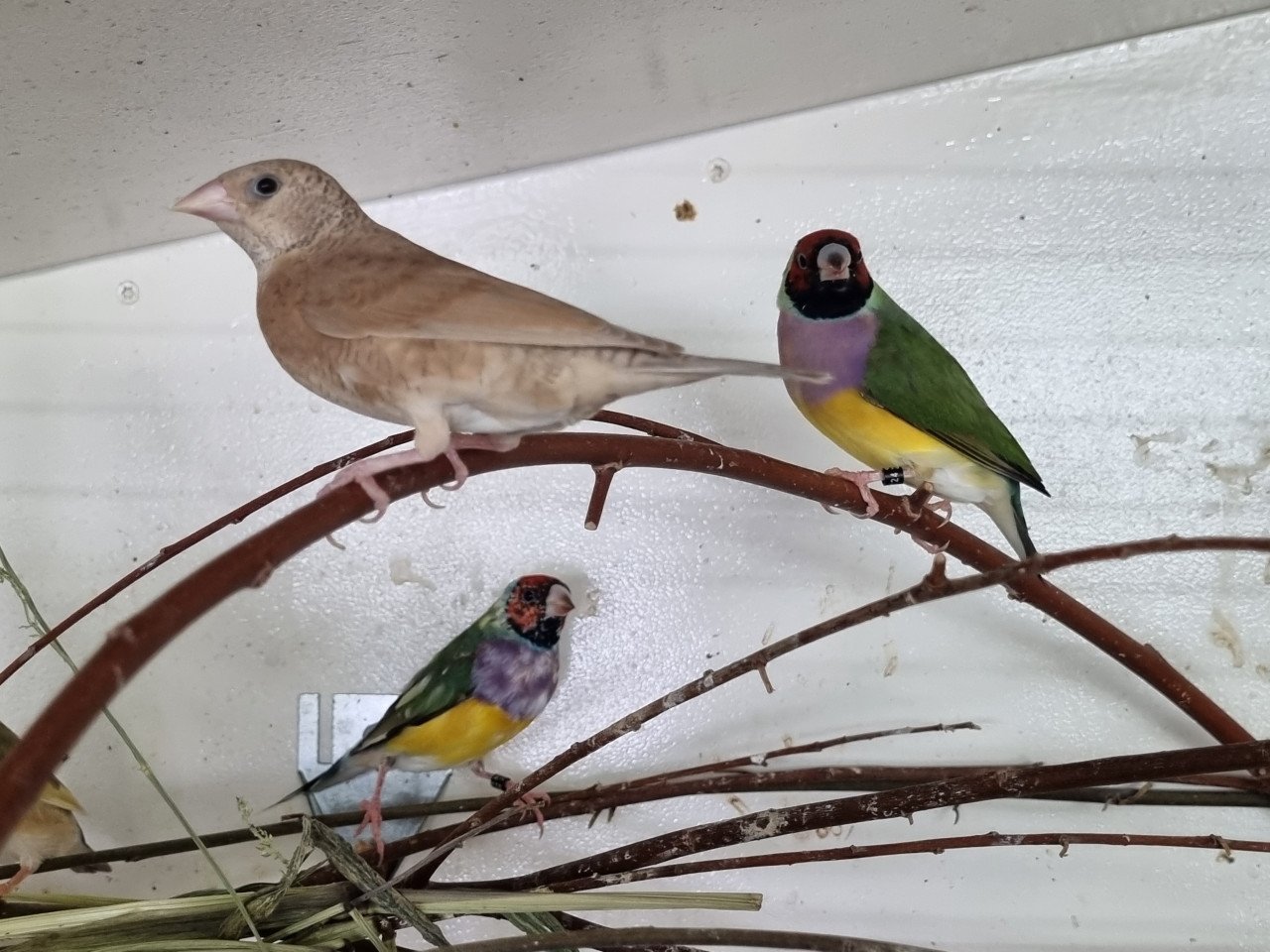 Bandvink pop