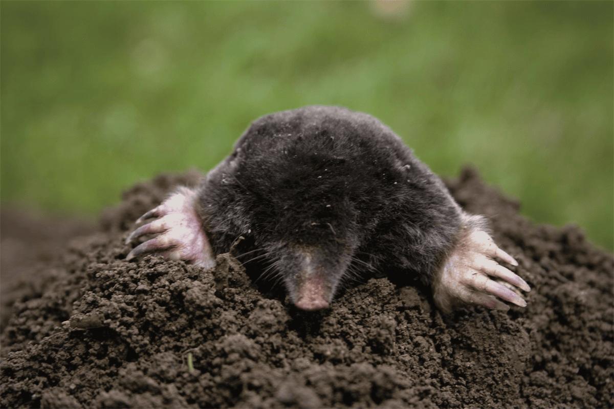 Nature Woelrat- en Mollenval – Diervriendelijke Tunnelval