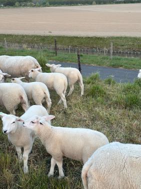 Stamboek swifter ooitjes  zwoeger en scrapie vrij