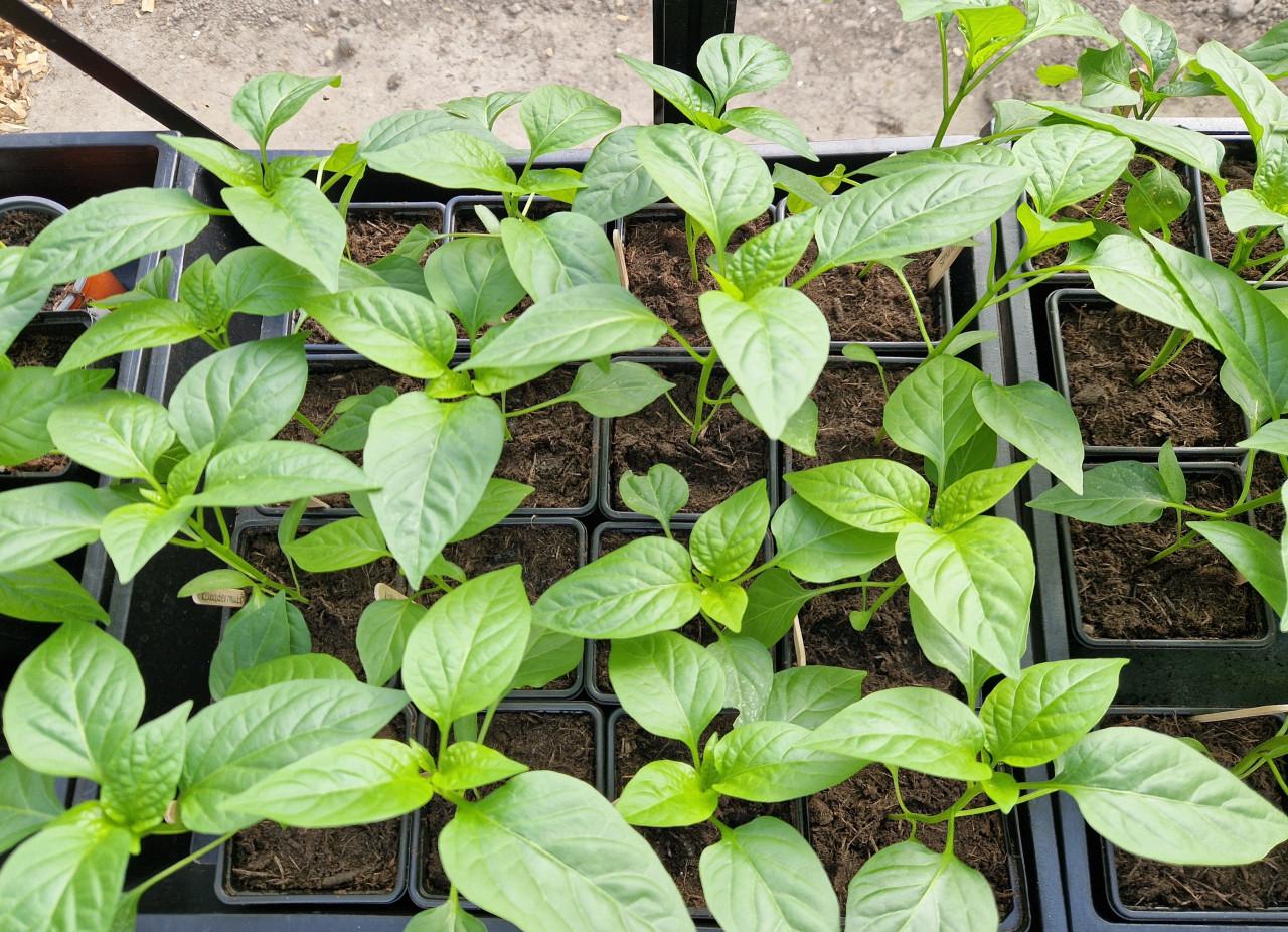 Mooie onbespoten / biologische paprika en peperplanten