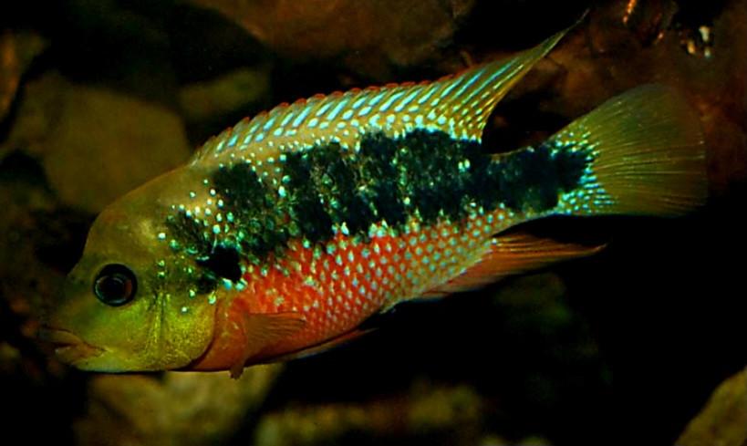 Aquariumvissen trio Istlanum