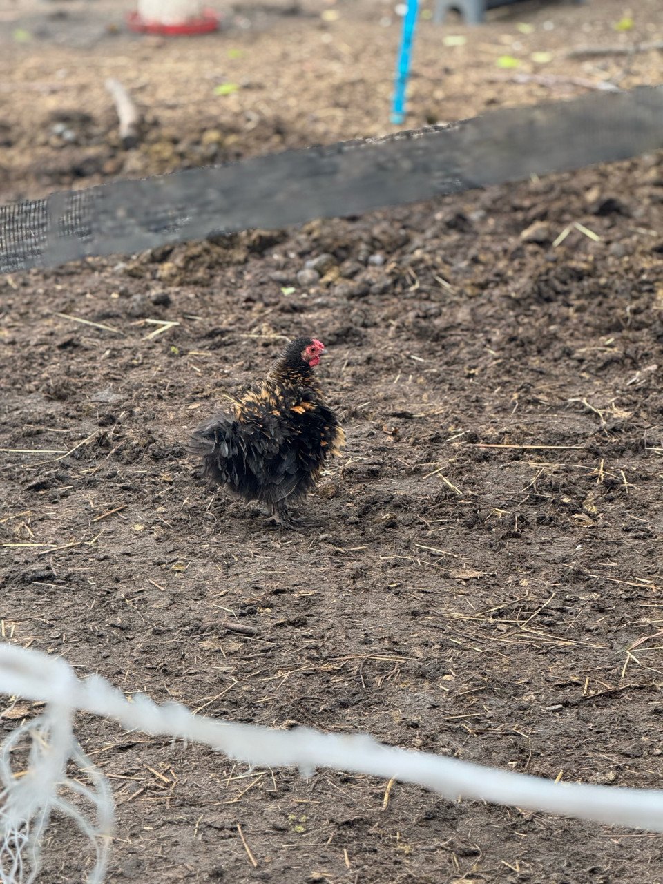 Kuikens cochin en zijdehoen krul en zijdeveer