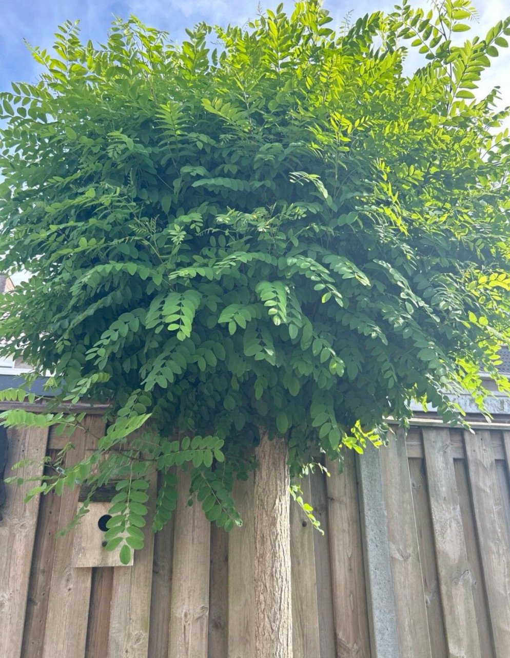 Kleef acacia