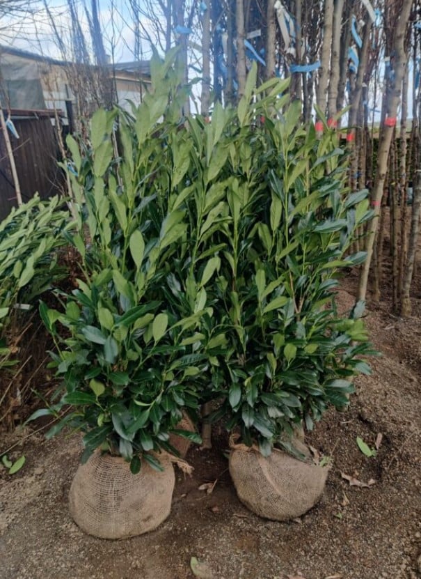 Prunus Genolia haagplanten tot ca. 160 cm