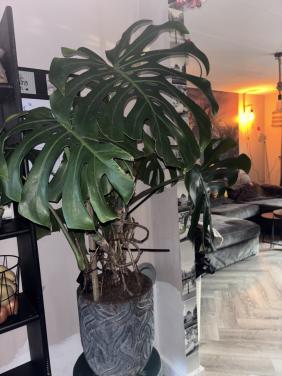 Monstera