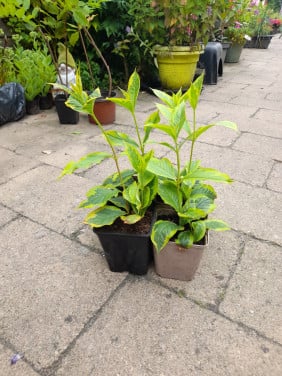Weigela Florida