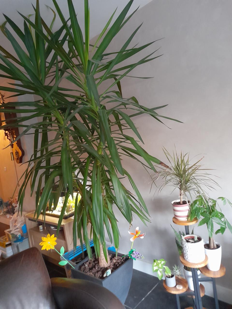 Kamerplant, Mooie grote yucca plant