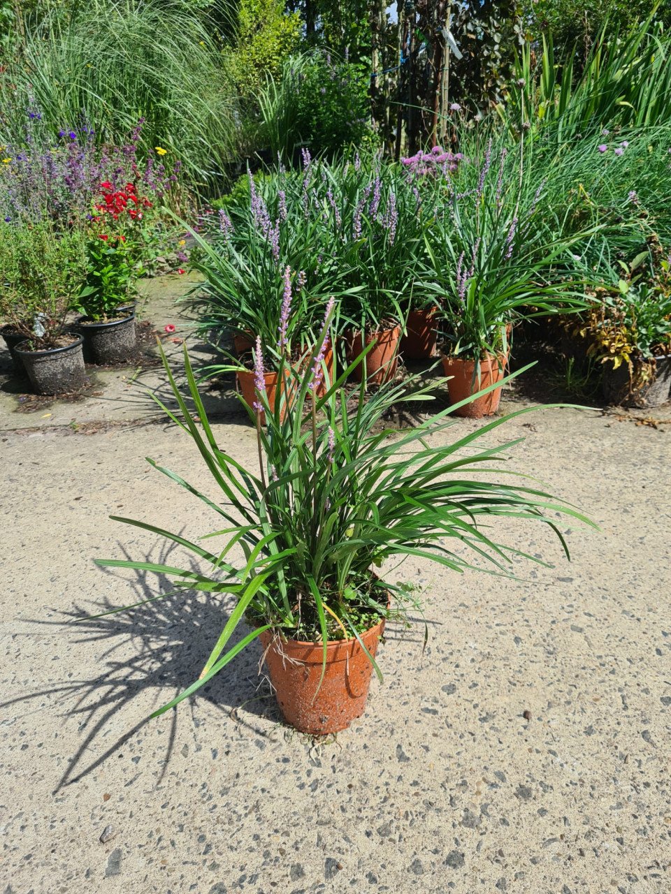 Leliegras 'Liriope muscari Moneymaker' met staffelkorting