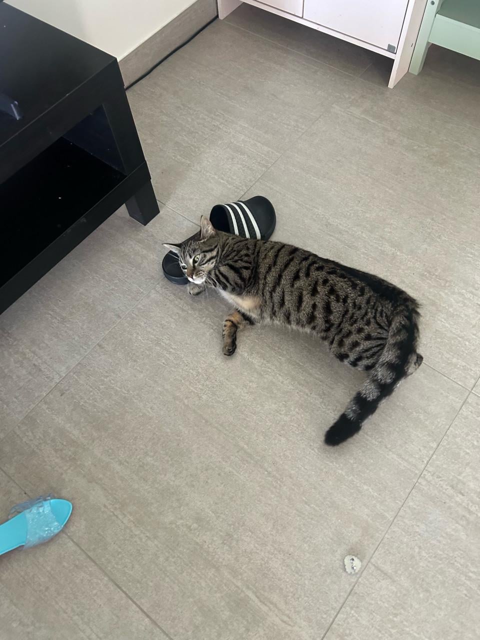Poes, 11 maanden