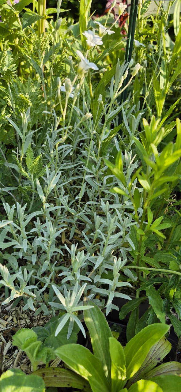Vaste planten biologisch opgekweekt
