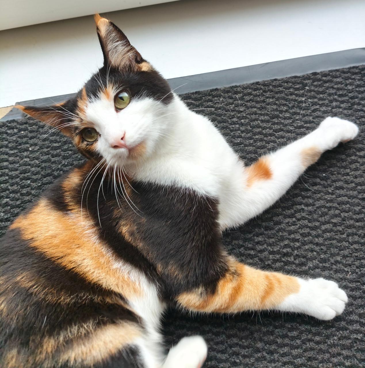 Lieve poes zoekt nieuw baasje 🐾