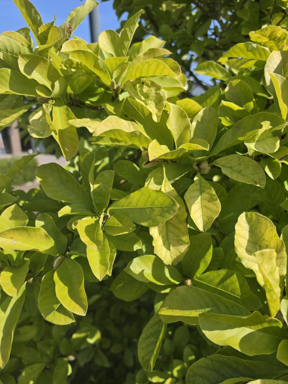 Magnolia
