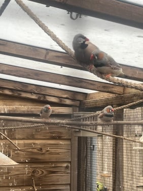 Tropische vogels