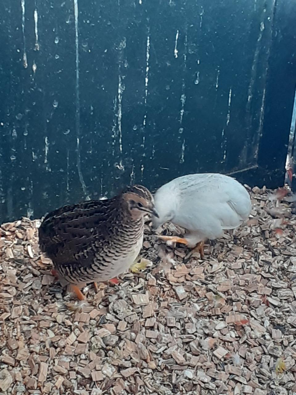 Koppel chinese dwergkwartels