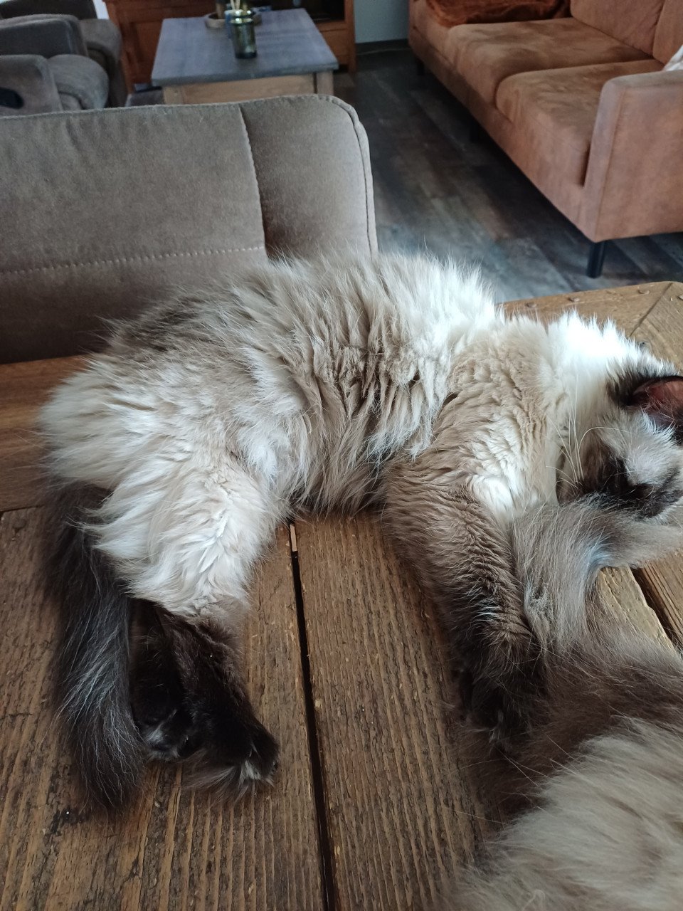 Ragdoll poes.met blauwe ogen net 1 jaar