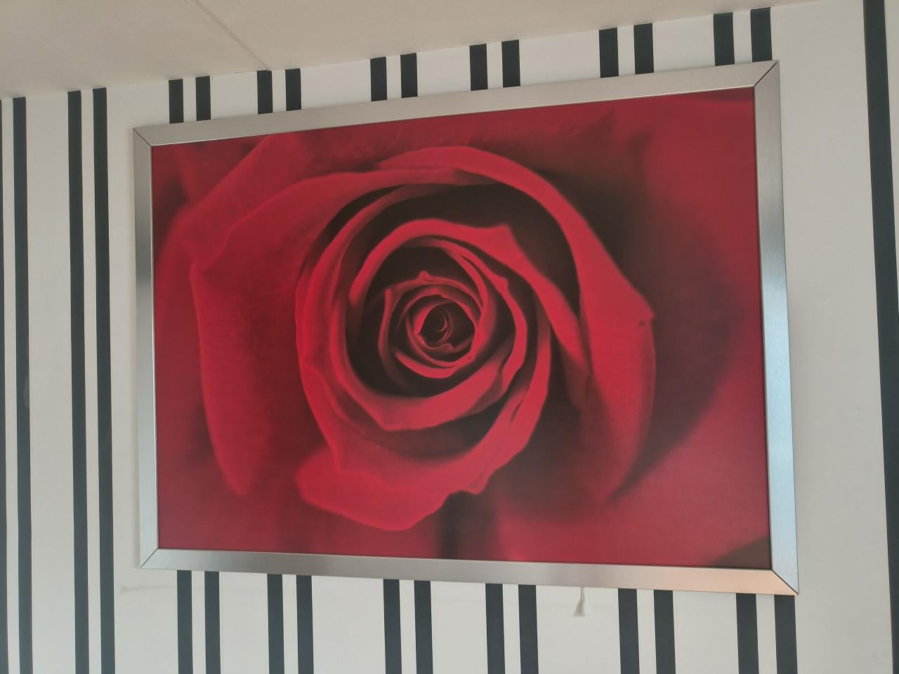 Fotokader roos