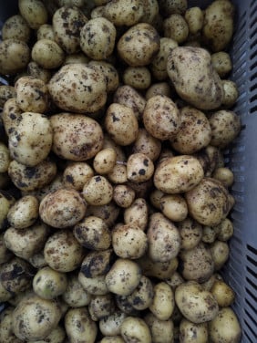 Nieuwe aardappelen