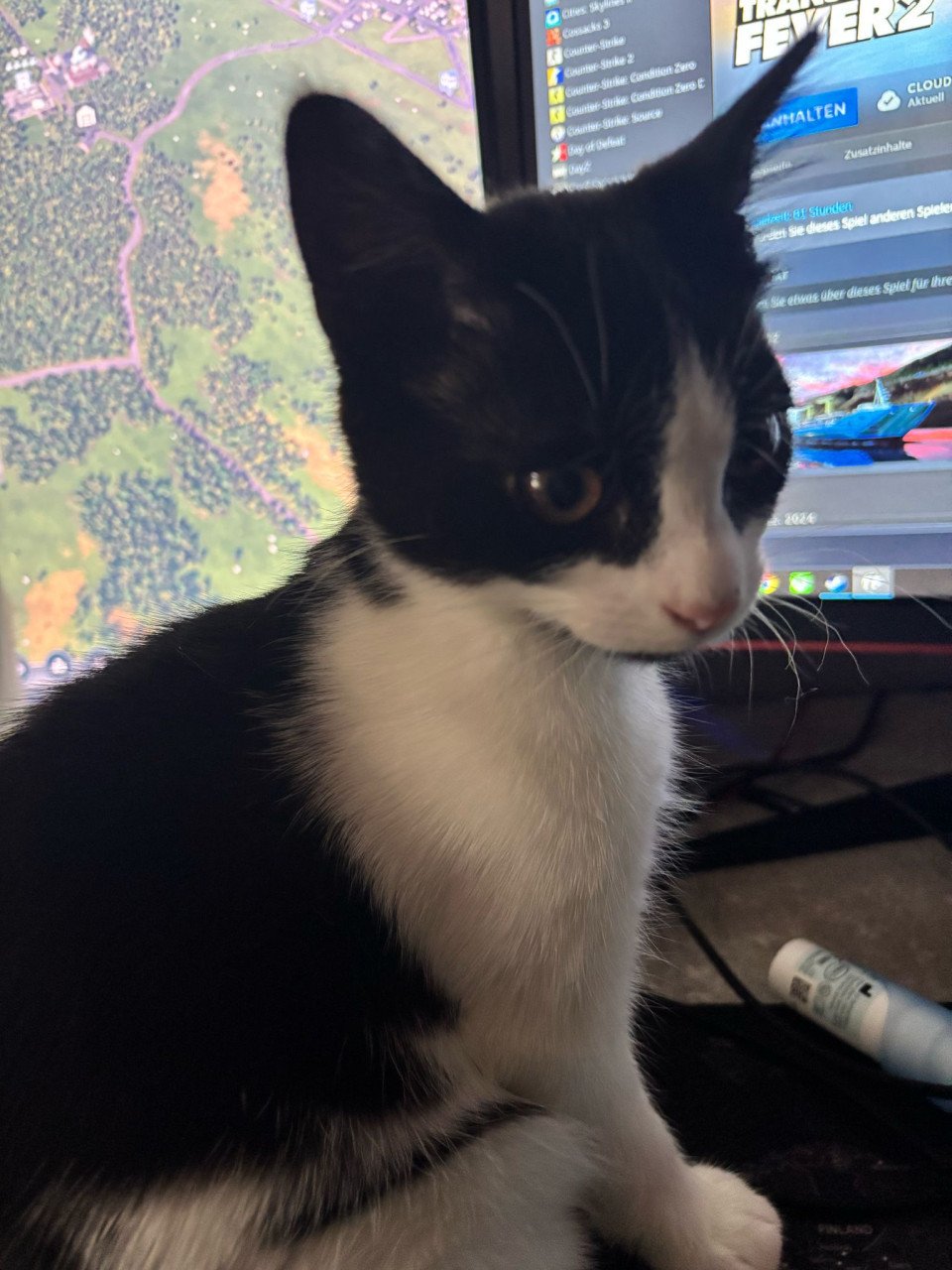 Kittens