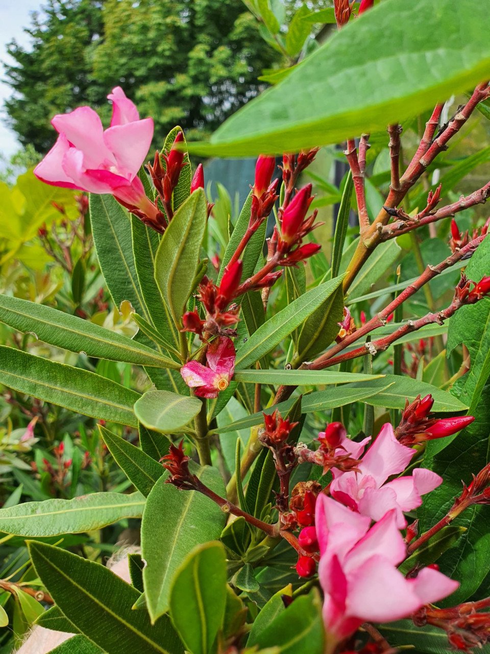 Oleanders