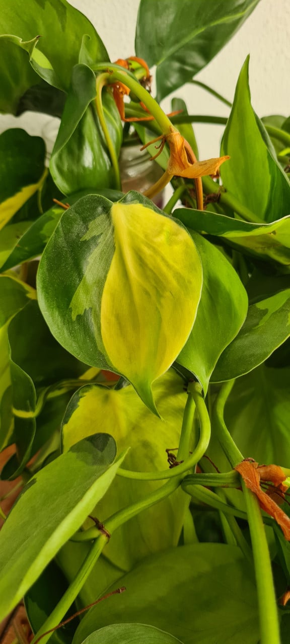 Philondendron scandens Brasil stekken