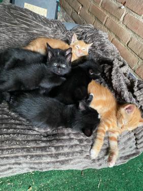 Kittens zoeken gouden mandje