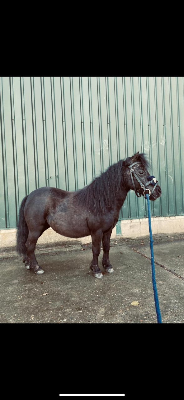 2 lieve shetlanders te koop
