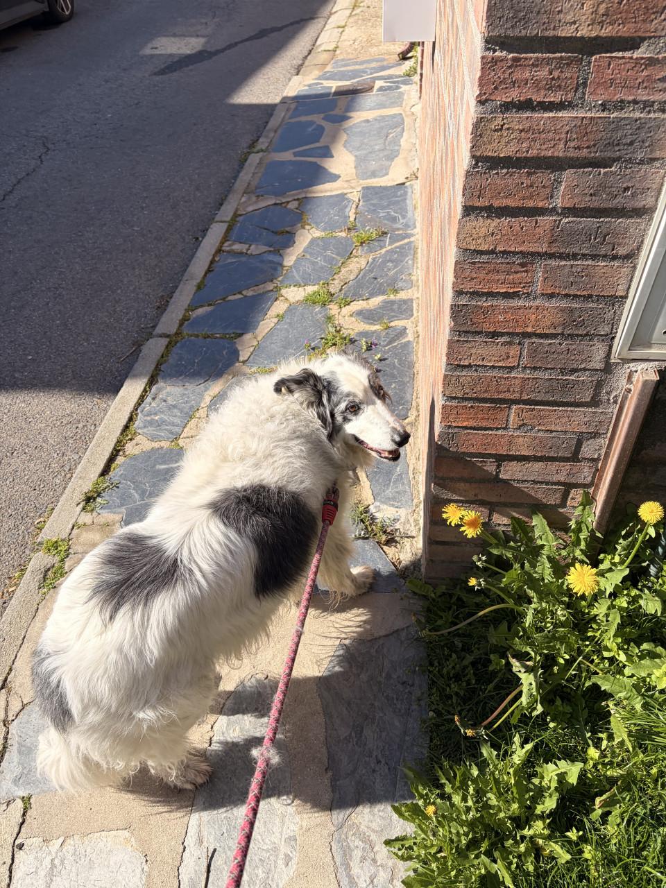 Pet sitter