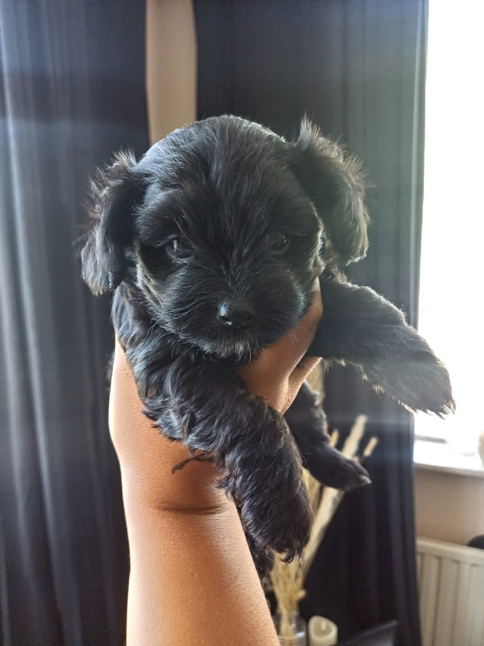Puppies