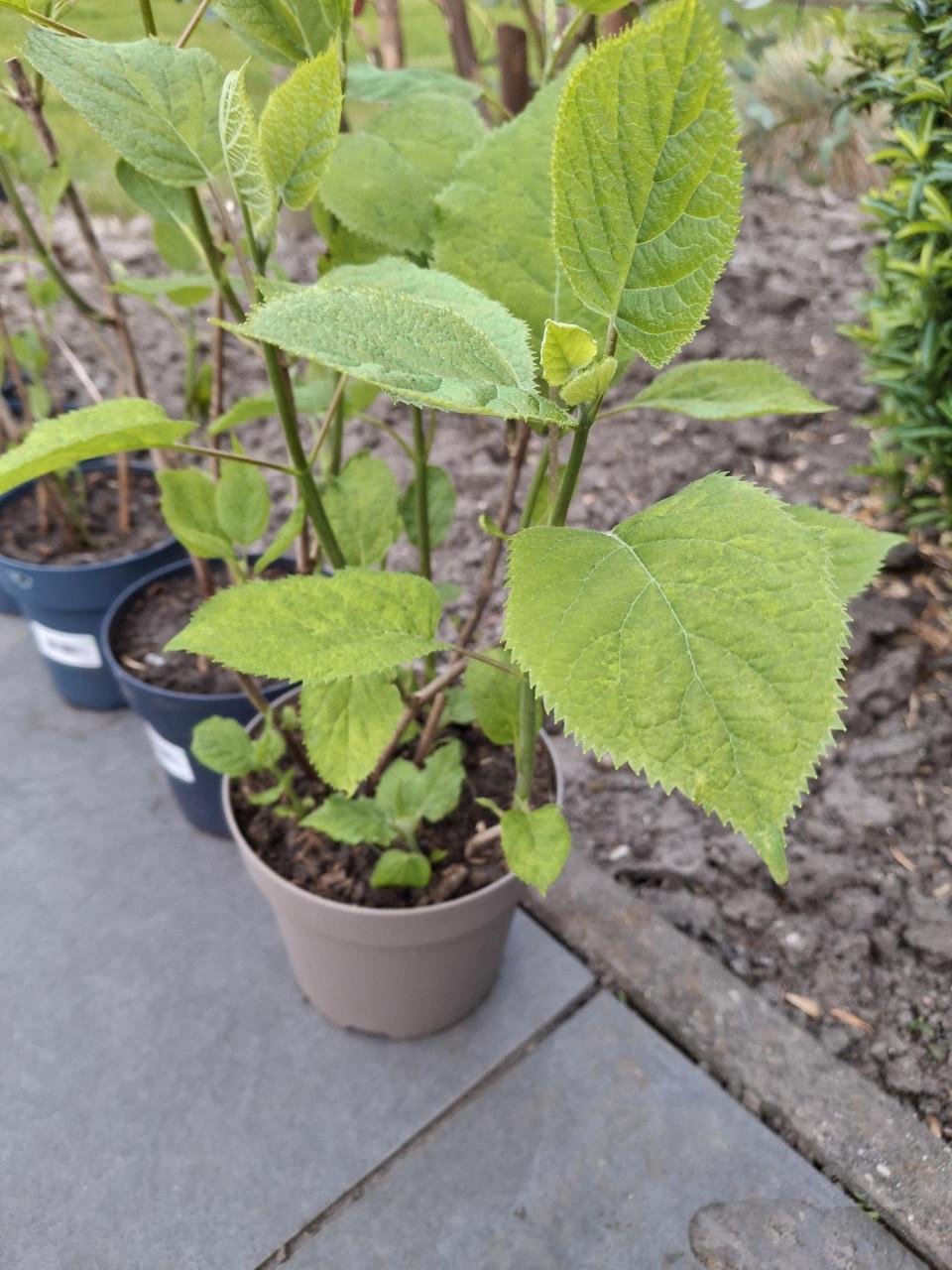 Annabelplant