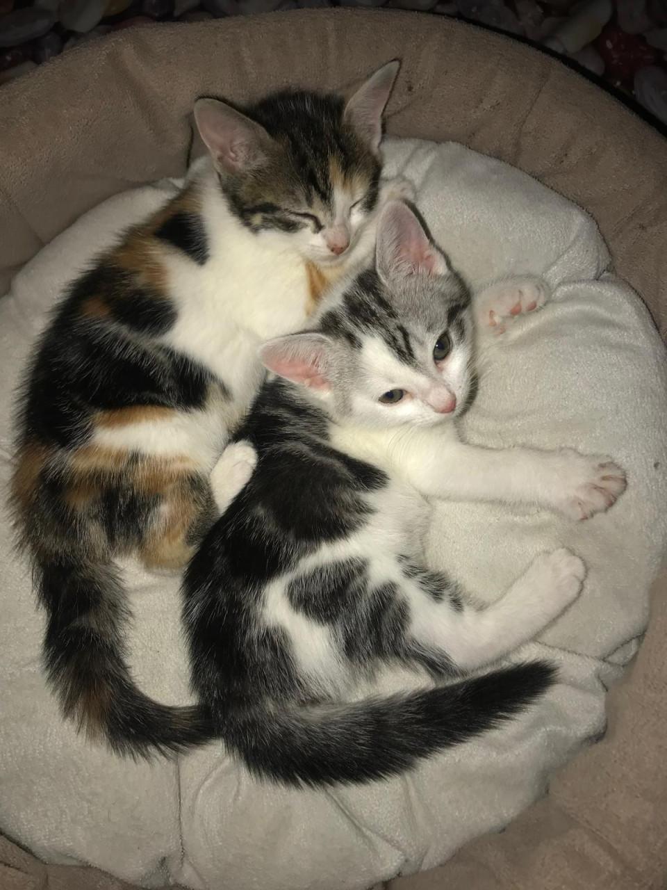 2 kittens poesjes 9 weken