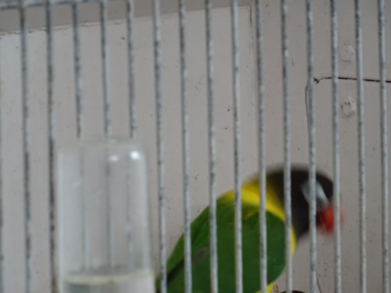 Te koop Zwartkopmaskeragapornisen Personata  twee mannen