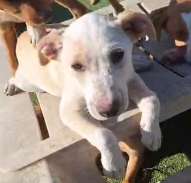 Slimme lieve sociale reu 4mnd