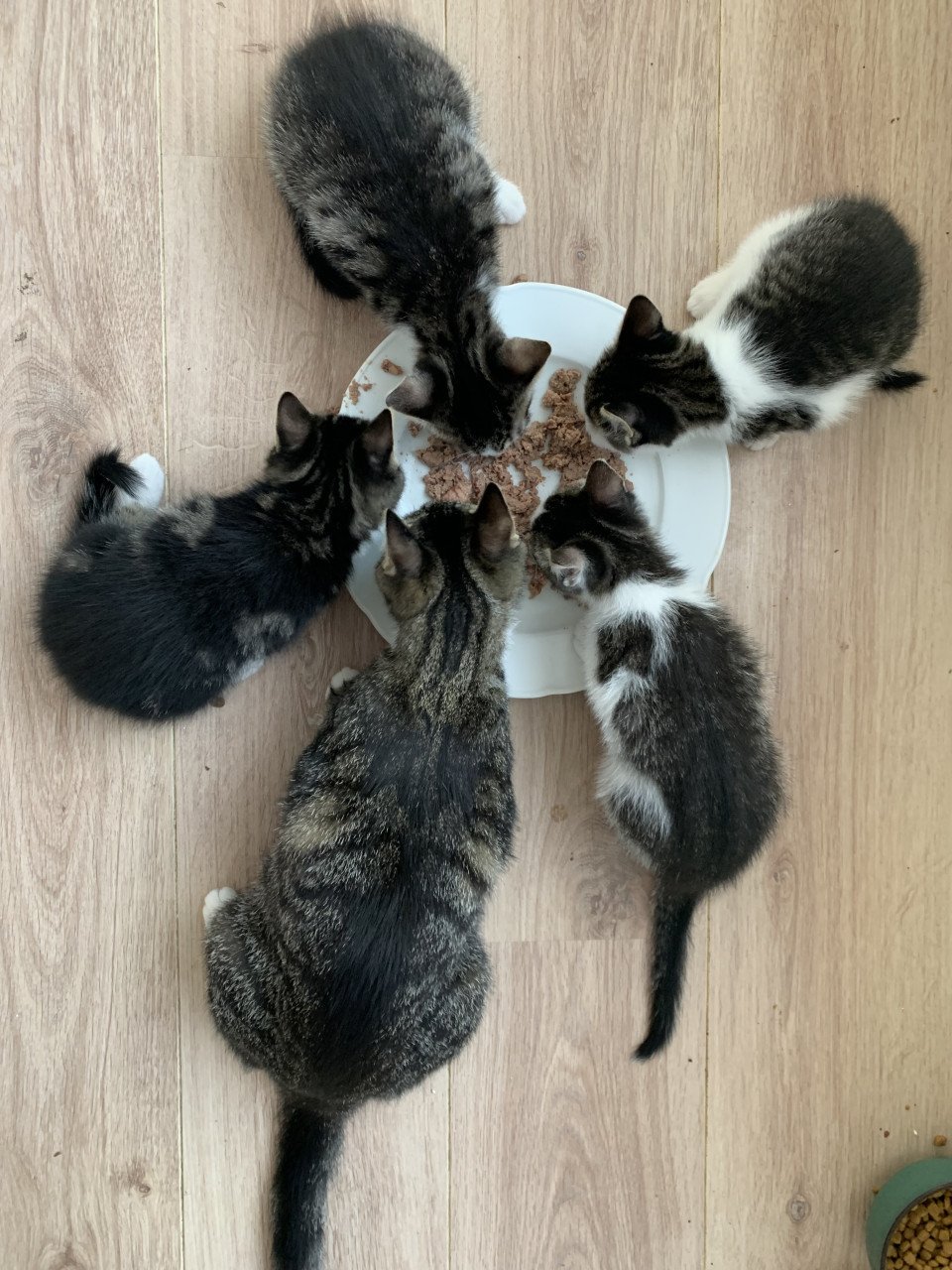 Cyperse kittens