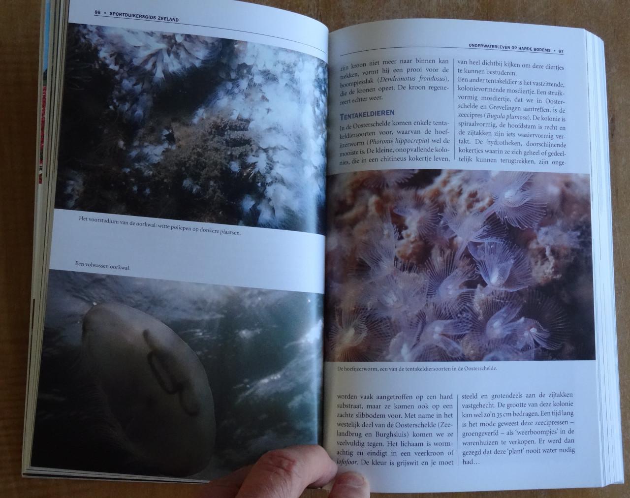 SPORTDUIKERSGIDS ZEELAND - John Neuschwander