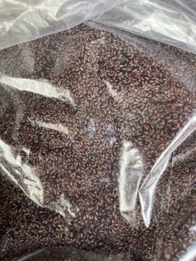 Zwart Vlozaad (psyllium) 10 kg