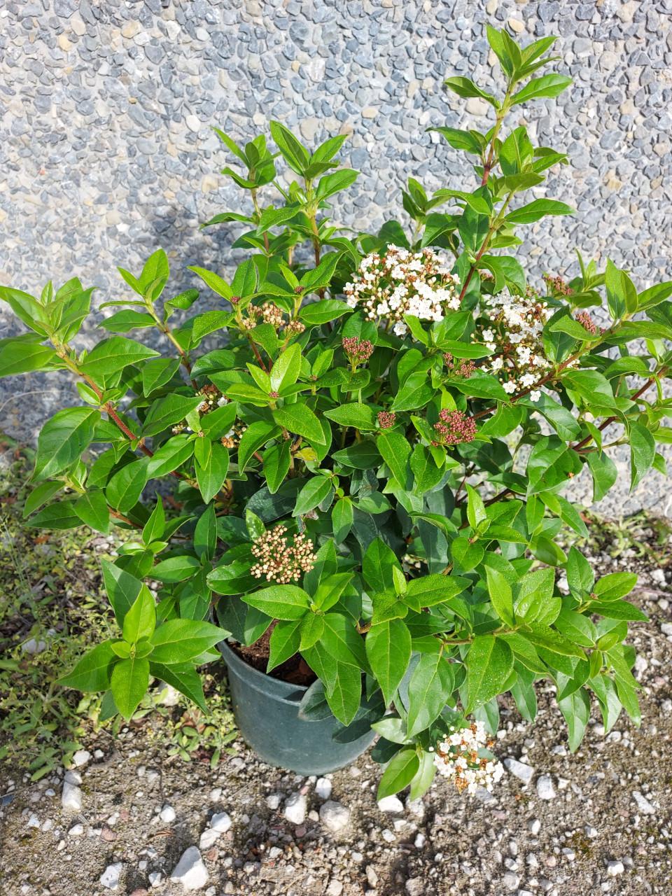 Viburnum groot en klein